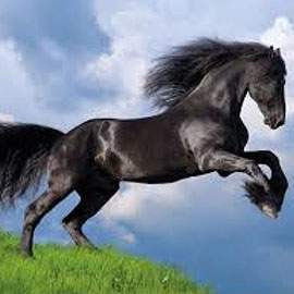 Puzzle 500 Fresian Black Horse