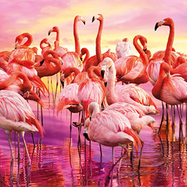 Puzzle 1000 Flamingo Dance