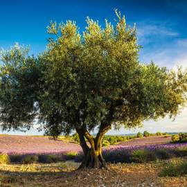 Puzzle 1000 Olive tree in Provence